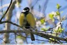 Mésange charbonnière