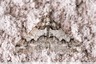 Noctuelle