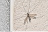 Tipule