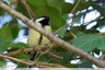 Mésange charbonnière
