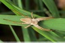 Araignée amirable