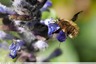 Bombyle