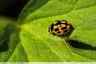 Coccinelle