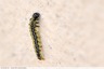 Chenille