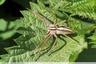 Araignée