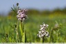 Orchis lacté
