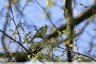 Mésange bleue