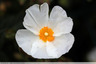 Ciste blanc