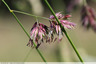 Dactyle en fleurs