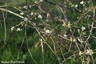 Arbre à identifier