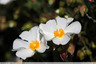 Ciste blanc