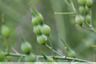 Ravenelles en fleurs