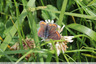 Papillon sur trèfle blanc