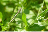 Agrion à larges pattes