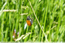 Coccinelle