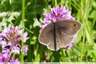 Papillon à déterminer