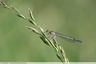 Penipatte bleuâtre