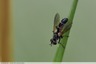 Cylindromyia