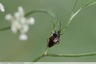 Deraeocoris ruber