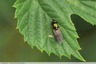 Chloromyia formosa