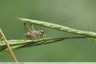 Platycleis