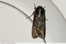 Papillon de nuit