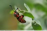 Zygène de la petite coronille