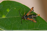 Sésie de l'oseille (Pyropteron chrysidiformis)