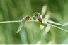 Abeilles endormies