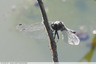 Anax empereur