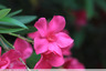Nuances de rose