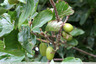 Fruits verts