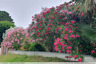 D'autres nuances de rose