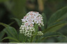 Fossé fleur