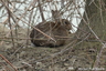 Lapin