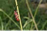 Zygène de la petite coronille