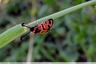Zygènes de la petite coronille