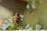 Chrysalide et papillons