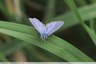 Papillon bleu