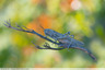 Criquet migrateur