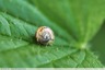 Escargot