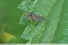 Scatophage
