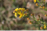 Fleurs jaunes