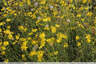 Fleurs jaunes