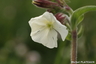 Un compagnon blanc