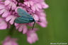 Une turquoise sur une pyramide ...