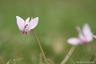 Cyclamen de Naples