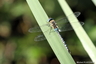 Aeschne bleue