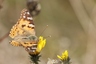 J'ai rencontré une belle dame à LaGarrigue ...