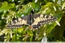 Machaon